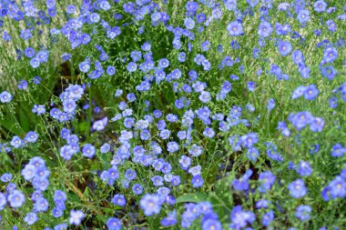 Birçok mavi çiçeğin arka planı. Çok güzel bir çiçek. Çiçek