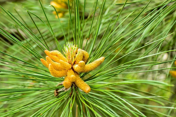 Green Fir Tree Pine Branches Bloom — Stock Photo, Image