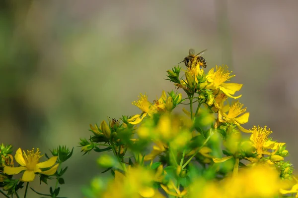 Een Bij Verzamelt Nectar Gele Bloemen Close — Stockfoto