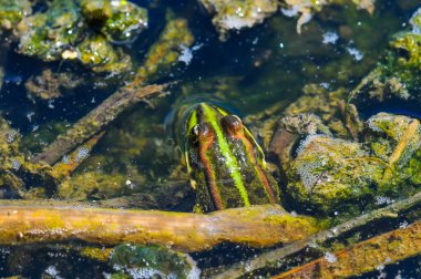 Şirin kurbağa, sudaki küçük bir gölde oturuyor. Güzel