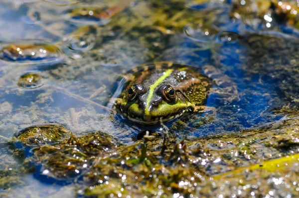 Leuke Kikker Zittend Een Vijvertje Het Water Prachtig — Stockfoto