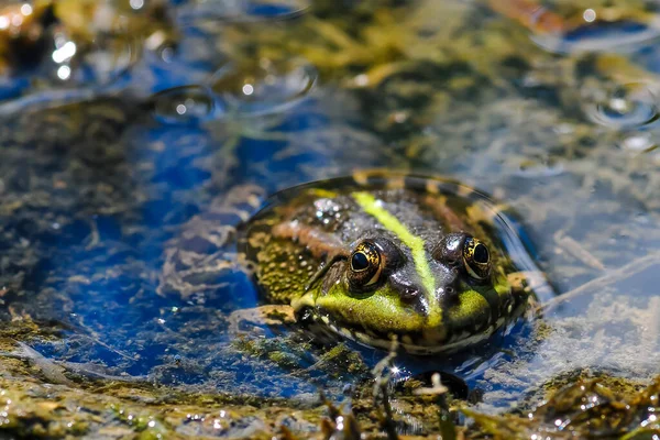 Leuke Kikker Zittend Een Vijvertje Het Water Prachtig — Stockfoto