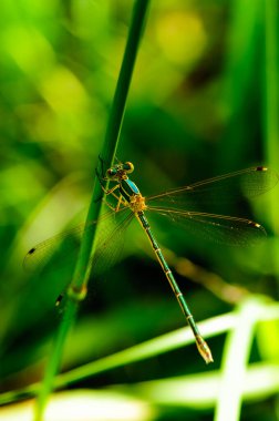 Bulanık yeşil arka planı olan bir dal üzerinde dinlenen renkli yusufçuk. Güzel