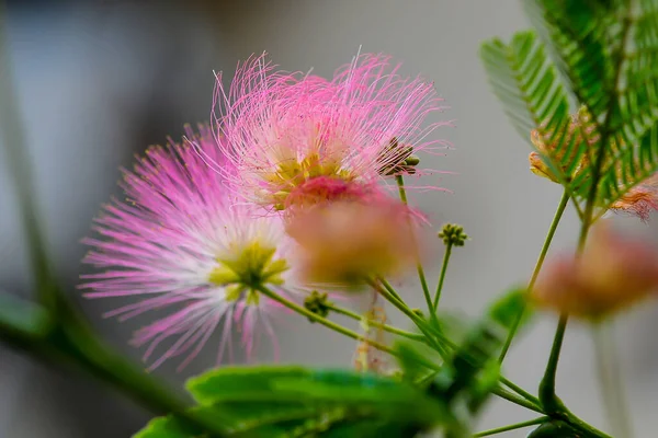Gyönyörű Rózsaszín Virágai Albizia Julibrissin Nyár — Stock Fotó