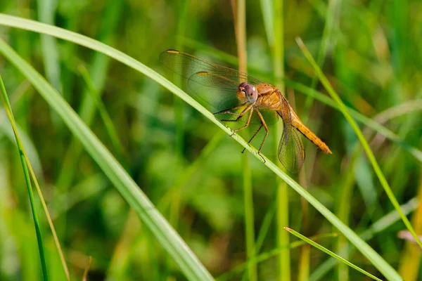 Färgglada Dragonfly Vilar Kvist Med Suddig Grön Natur Bakgrund Vacker — Stockfoto