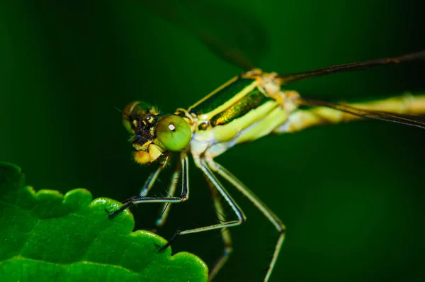 Färgglada Dragonfly Vilar Kvist Med Suddig Grön Natur Bakgrund Vacker — Stockfoto