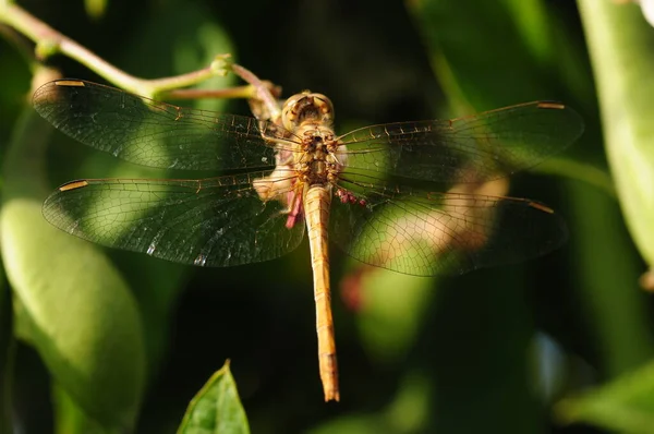 Färgglada Dragonfly Vilar Kvist Med Suddig Grön Natur Bakgrund Vacker — Stockfoto