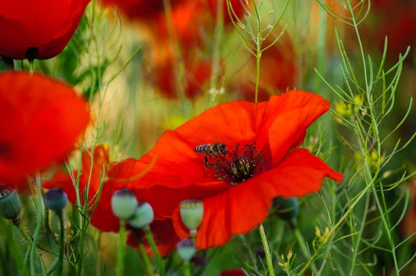 Flores Papoula Vermelho Brilhante Verão Abelhas Recolhem Néctar Beleza — Fotografia de Stock