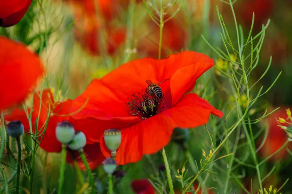 夏に鮮紅色のポピーの花を咲かせます 蜂は蜜を集める — ストック写真