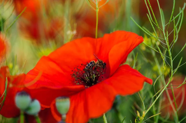 夏天鲜红的罂粟花 蜜蜂采蜜 — 图库照片