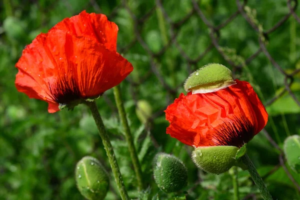 夏に鮮紅色のポピーの花を咲かせます 蜂は蜜を集める — ストック写真