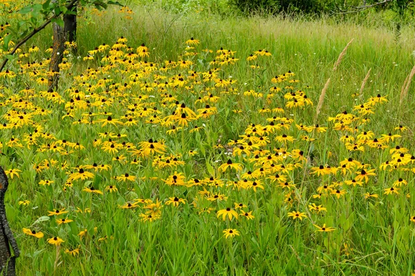 庭のエキナセアの明るい黄金の花 晴れた夏の日 フィールドの浅い深さ 選択的フォーカス — ストック写真