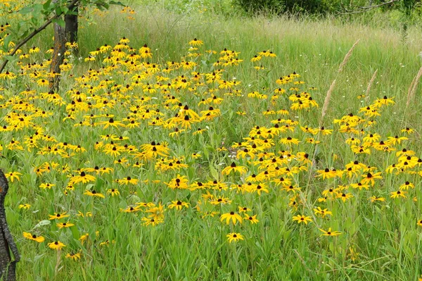 Bright Golden Yellow Flowers Echinacea Garden Sunny Summer Day Shallow — Stock Photo, Image