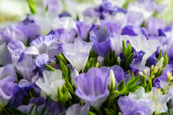 Jarní Závan Kouzelných Květinách Jasné Barvy Léta Jara Nejkrásnější Květiny — Stock fotografie