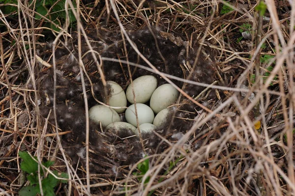 Œufs Dans Nid Oiseau Des Branches Gros Plan — Photo