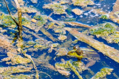 Şirin kurbağa, sudaki küçük bir gölde oturuyor. Güzel