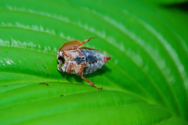 頭のない死んだ5月のカブトムシは緑の葉に横たわっています — ストック写真