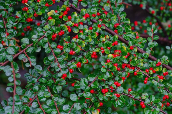 Beautiful Purple Foliage Rain Curved Branches Barberry Berberis Lovely Background — Stock Photo, Image