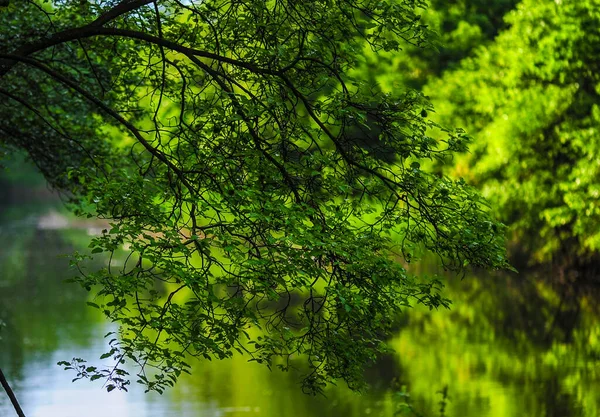Zweige Mit Grünen Blättern Über Dem Flusswasser Natürliches Licht Schöner — Stockfoto