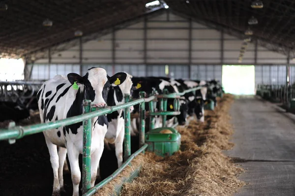 Farming Animal Husbandry Concept Herd Cows Eating Hay Cowshed Dairy — Stock Photo, Image