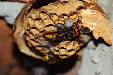 Kağıt eşekarısı yuvası eski, terk edilmiş tuğla bir baca, makro yakın çekim, eşek arısı larvası, güzellik
