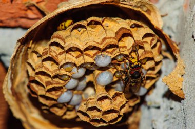Kağıt eşekarısı yuvası eski, terk edilmiş tuğla bir baca, makro yakın çekim, eşek arısı larvası, güzellik