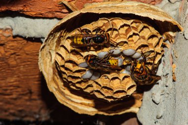 Kağıt eşekarısı yuvası eski, terk edilmiş tuğla bir baca, makro yakın çekim, eşek arısı larvası, güzellik