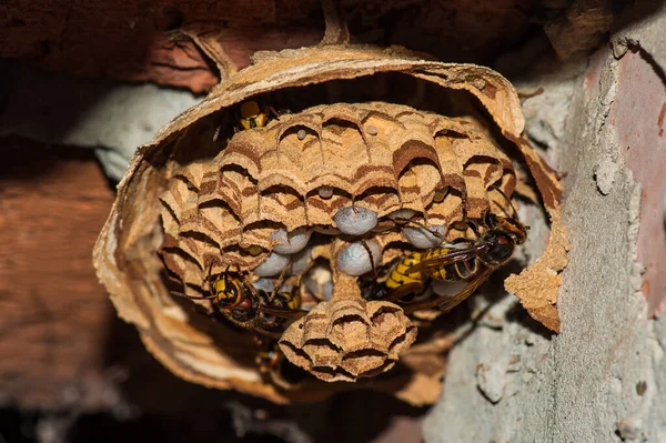 Paper wasp nest in an old, abandoned brick stove chimney, macro close up, wasp larvae, beauty