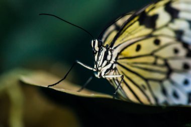 Muhteşem büyük bir kelebek oturur. Kanatların harika renkleri