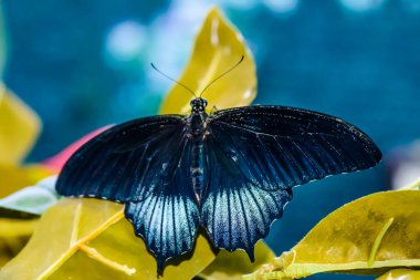 Muhteşem büyük bir kelebek oturur. Kanatların harika renkleri