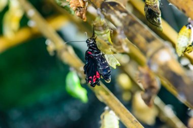 Kelebek değişiminin harika bir anı, krizalit.