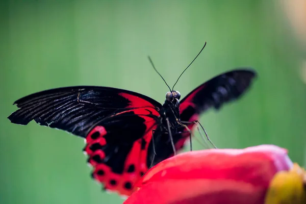 Ein Prächtiger Großer Schmetterling Sitzt Wunderbare Färbung Der Flügel — Stockfoto