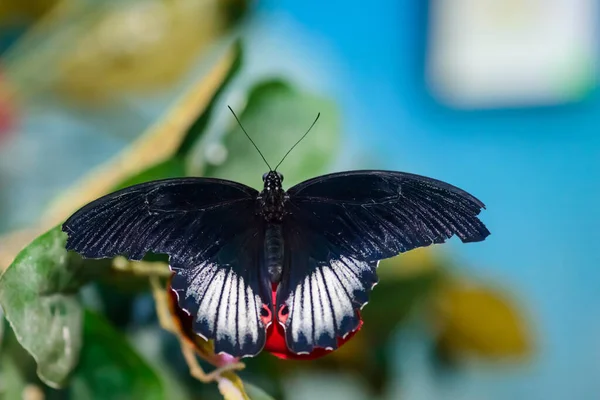 Великолепная Большая Бабочка Сидит Прекрасная Раскраска Крыльев — стоковое фото