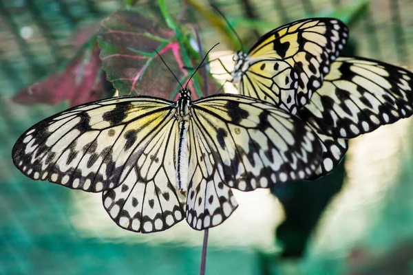 Великолепная Большая Бабочка Сидит Прекрасная Раскраска Крыльев — стоковое фото
