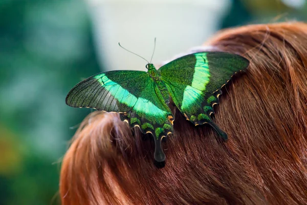 Magnifique Grand Papillon Vert Trouve Sur Dessus Tête Une Fille — Photo