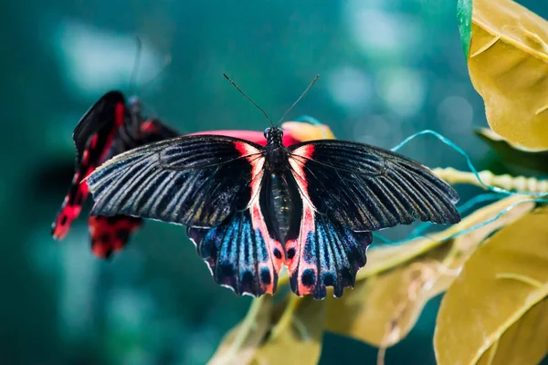 Muhteşem Büyük Bir Kelebek Oturur Kanatların Harika Renkleri — Stok fotoğraf