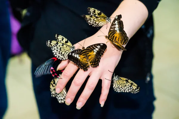 Ein Prachtvoller Großer Schmetterling Auf Der Hand Eines Mädchens Schöner — Stockfoto