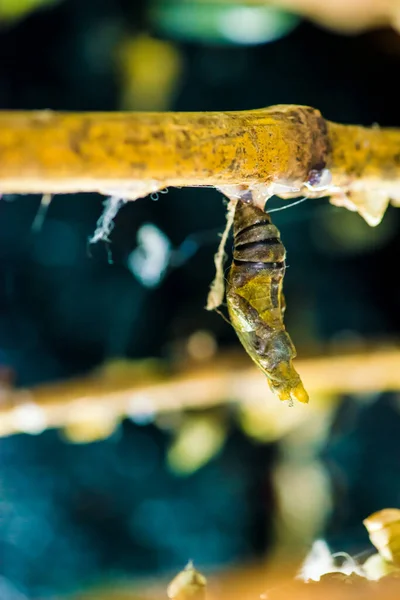 Дивовижний Момент Про Зміну Форми Метеликів Хризантеми — стокове фото