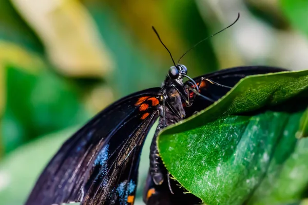 Muhteşem Büyük Bir Kelebek Oturur Kanatların Harika Renkleri — Stok fotoğraf