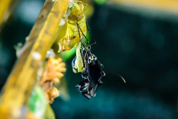 Amazing moment about butterfly change form chrysalis