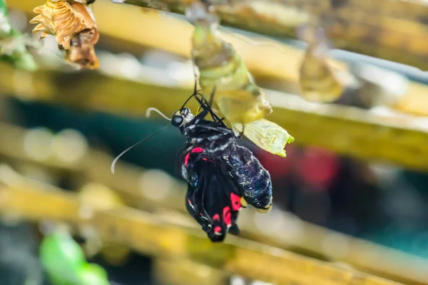 Εκπληκτική Στιγμή Για Πεταλούδα Αλλαγή Μορφή Χρυσαλλίδα — Φωτογραφία Αρχείου