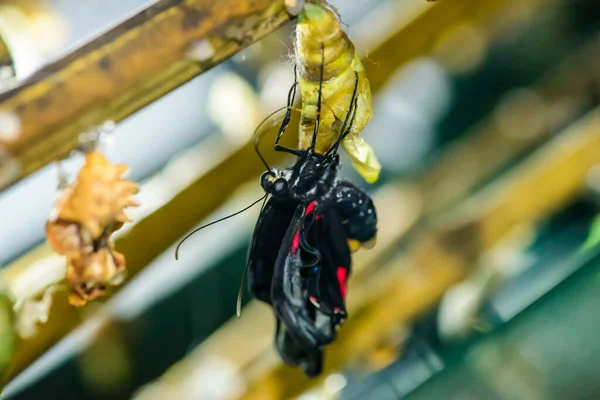 Εκπληκτική Στιγμή Για Πεταλούδα Αλλαγή Μορφή Χρυσαλλίδα — Φωτογραφία Αρχείου