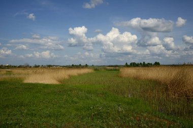 Geniş yeşil çayır, parlak mavi gökyüzü, güzel kümülüs bulutları, yaz arkaplanı..