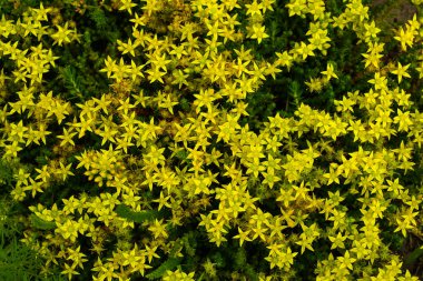 Güzel, yerde sürünen, küçük yıldızlar şeklinde sarı çiçekler - taşrop ya da, diğer bir deyişle, sedum.
