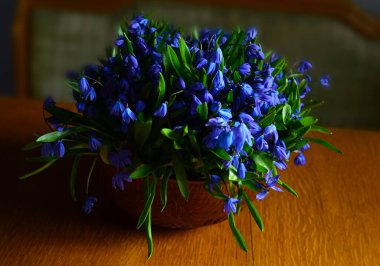 Güneş ışığında, tahta bir masanın üzerinde seramik bir vazoda bir buket kar damlası..