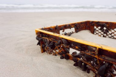 Plastik kutu deniz fırtınasından sonra kabuklarla kaplandı. Kirlilik.