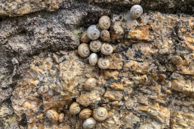 Bir sürü salyangoz, taşa bağlı bir aile. Doku arkaplanı.