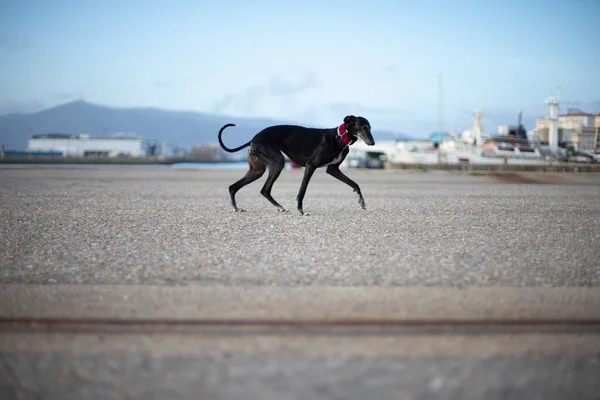 Chien Gris Noir Dans Port Avec Mer Arrière — Photo