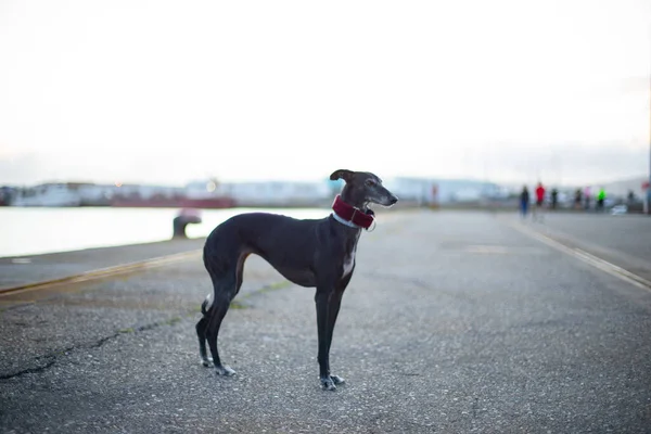 Greyhound Preto Porto Com Mar Parte Traseira — Fotografia de Stock