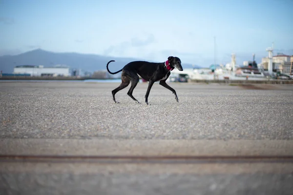 Greyhound Preto Porto Com Mar Parte Traseira Imagens De Bancos De Imagens